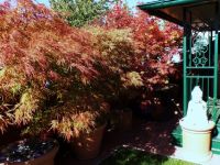 Dachgarten Dachgarten