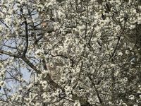 Blick aus dem Fenster meiner Praxis im April Blick aus dem Fenster meiner Praxis im April